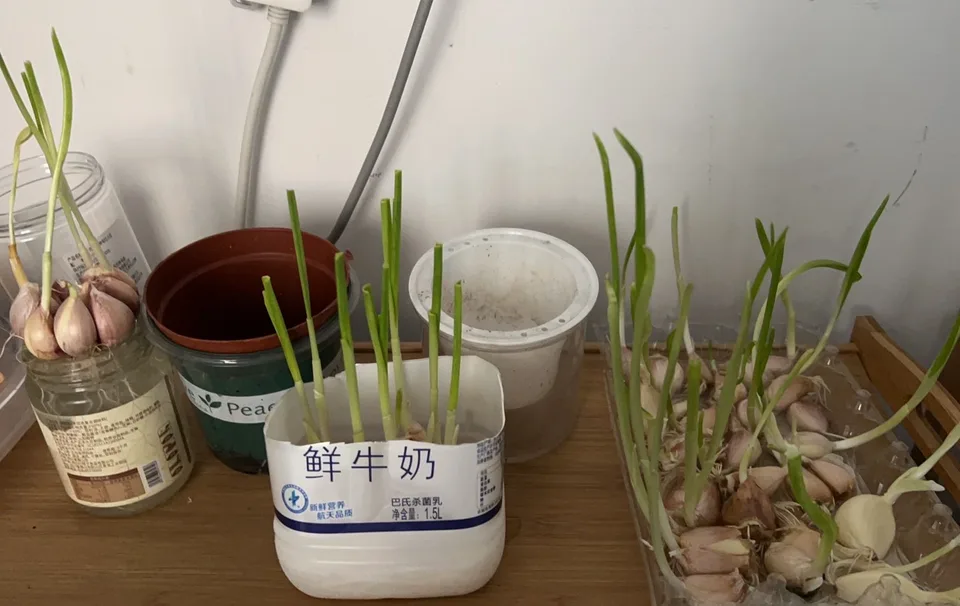 梅陇种蒜日记，为了吃一点新鲜的蒜，也是没谁了~