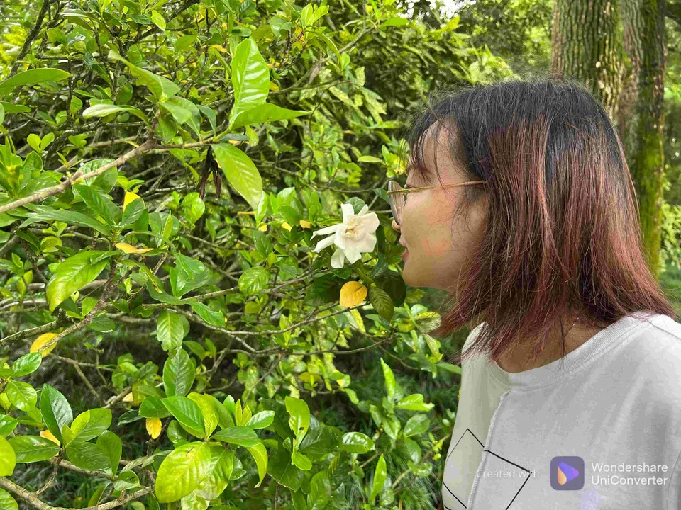 醉白池的荷花真好看。